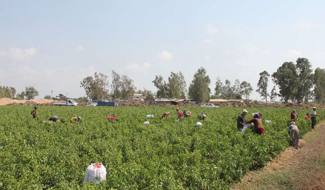 Tarım işçilerinin ücretleri 2025 yılında yüzde 37,8 arttı