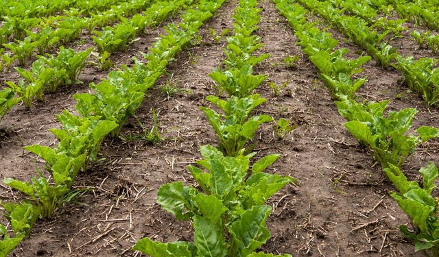 Üre gübresinde ithalat vergisi sıfırlandı