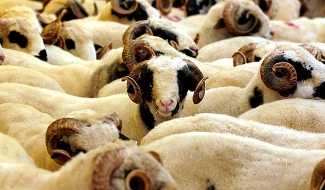 '2026 Kurban Hizmetleri Tebliği' yayımlandı: Kesimler randevulu ve denetimli yapılacak