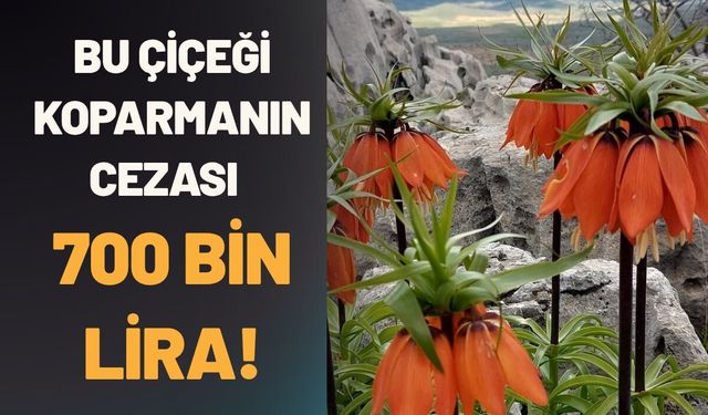 Bu Çiçeği Koparmanın Cezası Tam 700 Bin Lira!