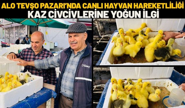 Alo Tevşo Pazarı’nda Canlı Hayvan Hareketliliği: Kaz Civcivlerine Yoğun İlgi