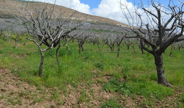 Artan maliyetler fıstık üreticisini zorluyor