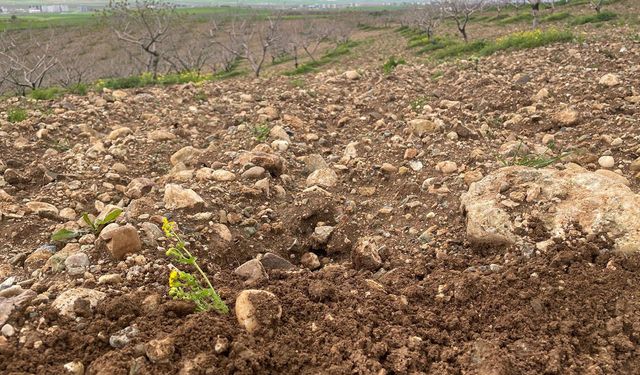 Aşırı yağışlar meyve bahçelerini tehdit ediyor: Uzmanlardan kritik uyarılar
