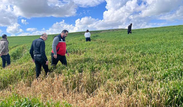 Batman'da buğday üreticilerine yanlış ilaçlama uyarısı