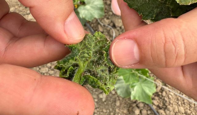 Batman'da sera üreticilerine hastalık ve zararlı uyarısı