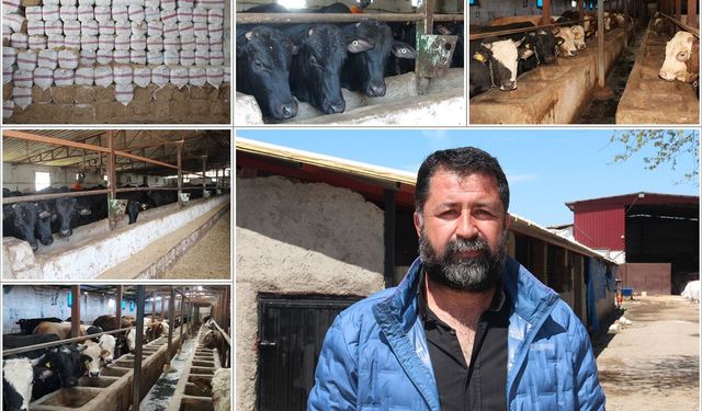 Batmanlı besicilerden uyarı: Önlem alınmazsa sektör bitecek