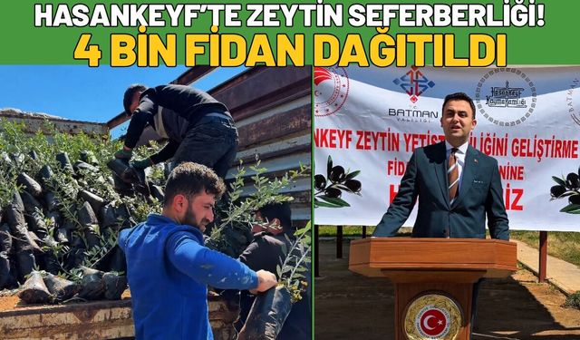 Hasankeyf’te Zeytin Seferberliği! 4 Bin Fidan Dağıtıldı