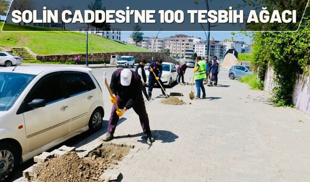 Solin Caddesi’ne 100 Tesbih Ağacı