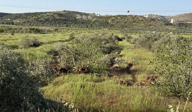 Yahudi çeteler Filistinlilerin geçim kaynaklarını yok ediyor