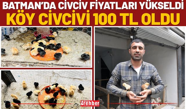 Batman’da Civciv Fiyatları Yükseldi Köy Civcivi 100 TL Oldu