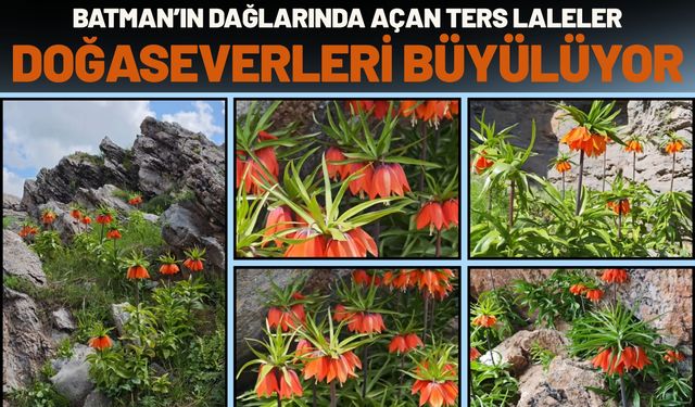 Batman’ın Dağlarında Açan Ters Laleler Doğaseverleri Büyülüyor