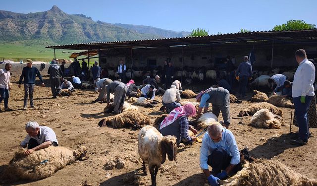 Cudi eteklerinde asırlık 'Cevezî' geleneğiyle yüzlerce koyun imece usulü kırkıldı