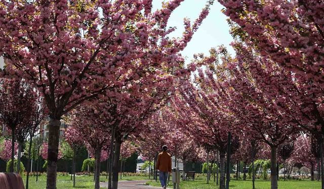 Konya'da paklarda sakura çiçekleri açtı