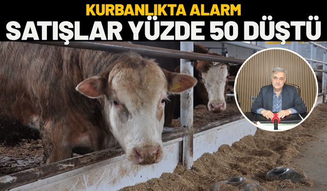 Kurbanlıkta Alarm: Satışlar Yüzde 50 Düştü