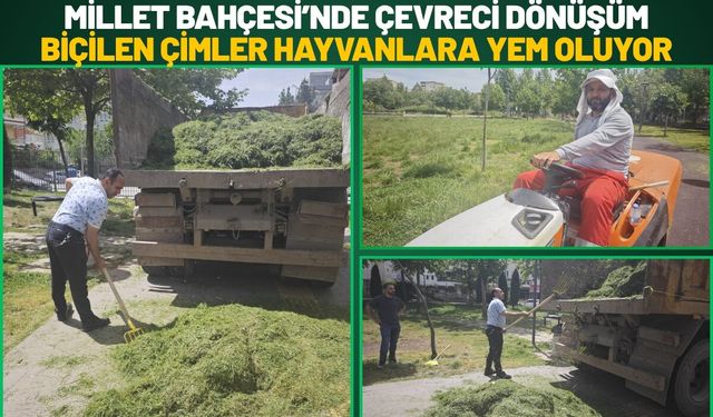 Millet Bahçesi’nde Çevreci Dönüşüm: Biçilen Çimler Hayvanlara Yem Oluyor