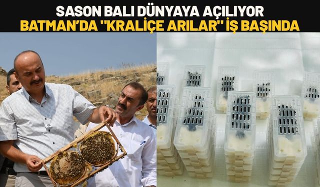Sason Balı Dünyaya Açılıyor: Batman’da "Kraliçe Arılar" İş Başında