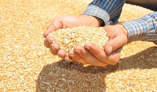 Açıklanan hububat fiyatları çiftçinin beklentisini karşılamadı