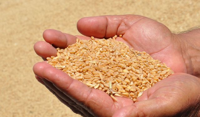 Arpada hayal kırıklığı, buğdayda temkinli memnuniyet