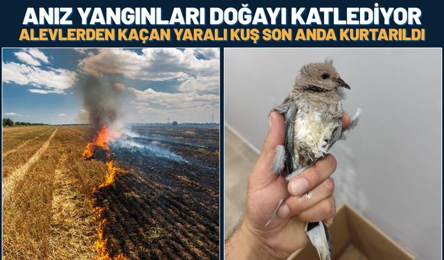 Batman'da Anız Yangınları Doğayı Katlediyor: Alevlerden Kaçan Yaralı Kuş Son Anda Kurtarıldı