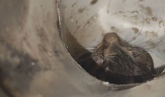 Çatıdaki gider borusuna düşen kedi itfaiye ekipleri tarafından kurtarıldı