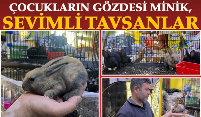 Çocukların Gözdesi Minik, Sevimli Tavşanlar