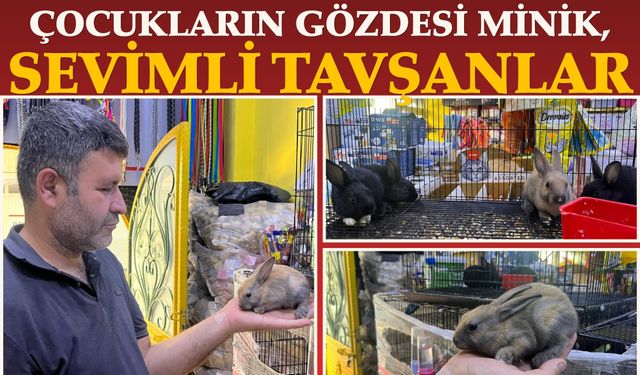 Çocukların Gözdesi Minik, Sevimli Tavşanlar