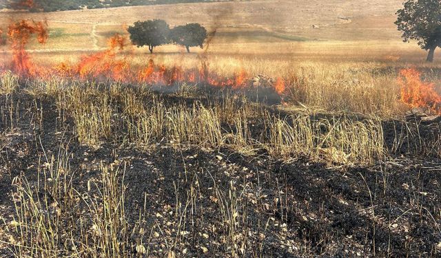Diyarbakır'da 200 dönüm buğday ekili alan yandı