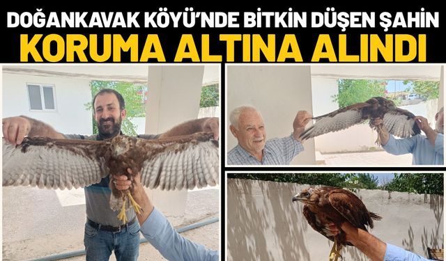 Doğankavak Köyü’nde Bitkin Düşen Şahin Koruma Altına Alındı