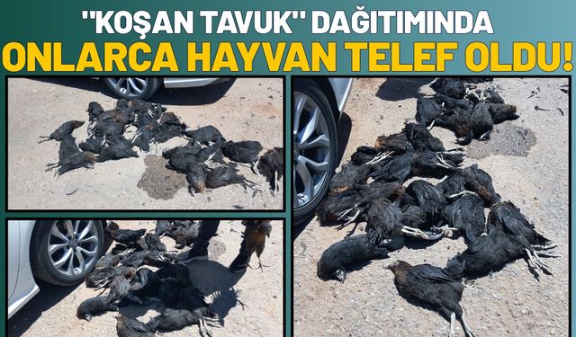 "Koşan Tavuk" Dağıtımında Onlarca Hayvan Telef Oldu!