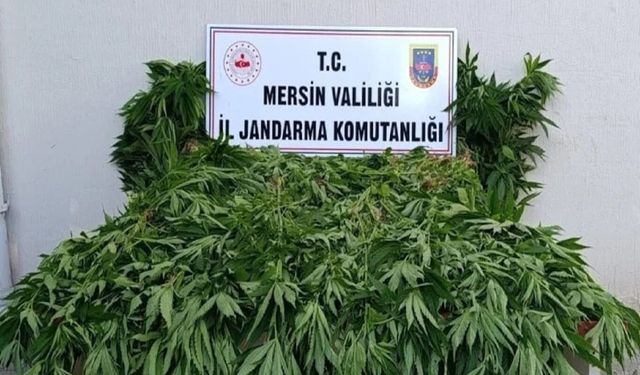 Mersin'de ormanlık alanda kenevir operasyonu: 2 şüpheli tutuklandı