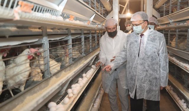 Siirt'te günlük 5 bin koli yumurta üretiliyor