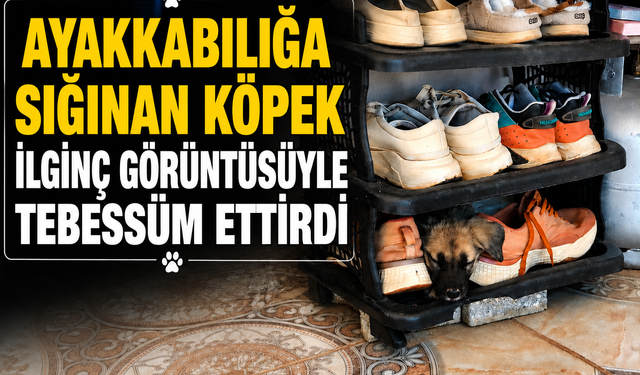 Evin Ayakkabılığına Sığınan Köpek İlginç Görüntüsüyle Tebessüm Ettirdi