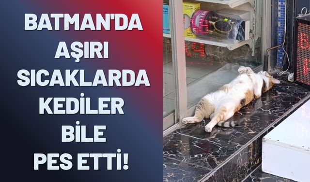 Batman'da Aşırı Sıcaklarda Kediler Bile Pes Etti!
