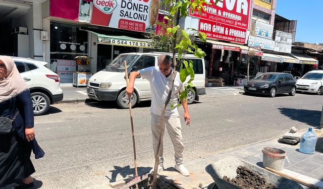"Bir Ağaç, Bin Nefes" Diyerek Dükkânının Önünü Ağaç Dikti