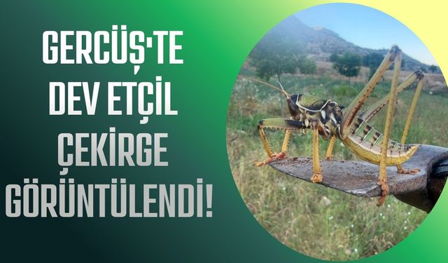 Gercüş'te Dev Etçil Çekirge Görüntülendi! İri Cüssesi Dikkat Çekti