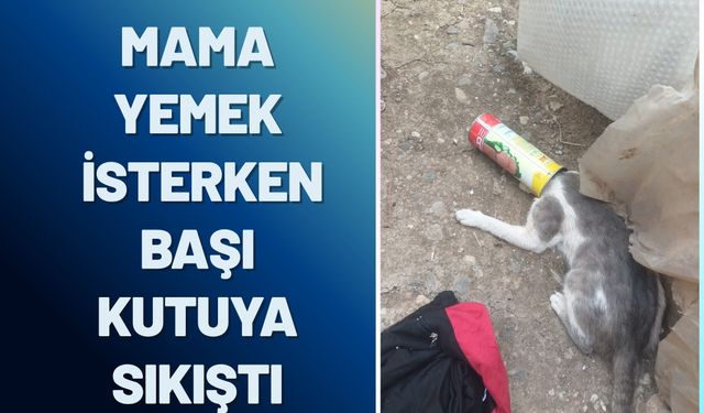 Mama Yemek İsterken Başı Kutuya Sıkışan Kedi İtfaiye Ekiplerince Kurtarıldı