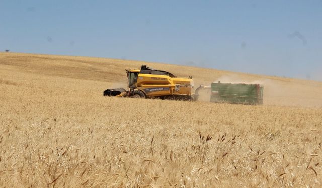 Savaşlar ve iklim krizi buğday fiyatlarını yükseltiyor