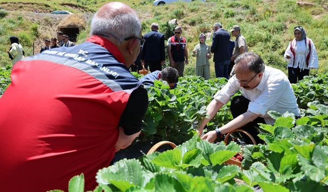 Siirt'te çilek hasadı başladı