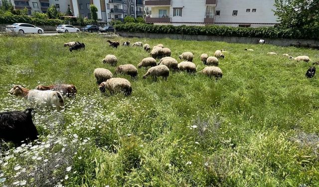 Bu Yaz Koçerlerin Yüzü Gülüyor