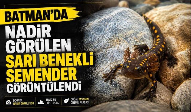 Batman’da Nadir Görülen Sarı Benekli Semender Görüntülendi