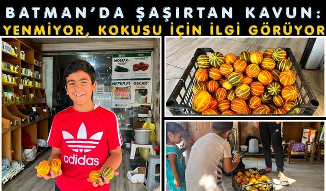 Batman’da Şaşırtan Kavun: Yenmiyor, Kokusu İçin İlgi Görüyor