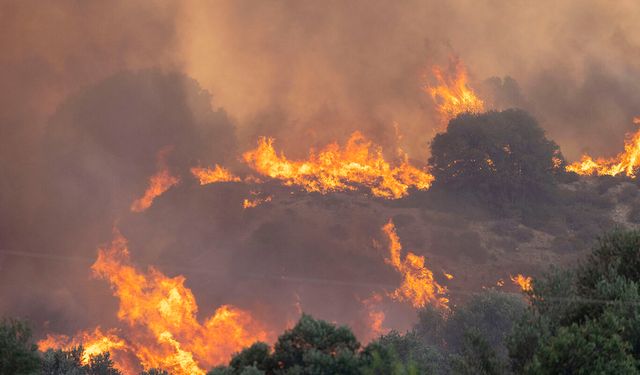 Belçika'da orman yangını: 2 bin 700 hektardan fazla alan etkilendi