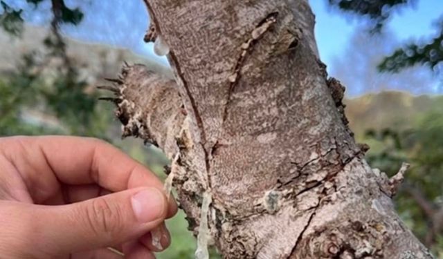 Çeşme'de damla sakızı üretimi için yeni sezon hazırlıkları başladı