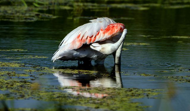 Diyarbakır'da leyleklerin arasında flamingo sürprizi