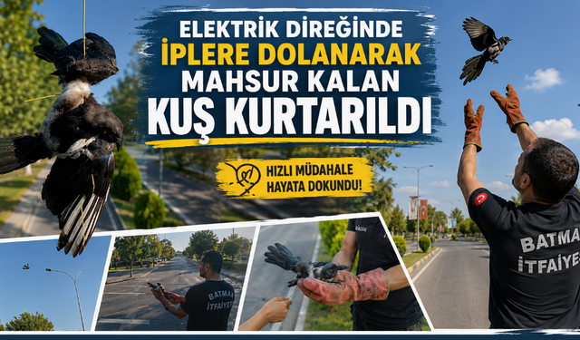 Elektrik Direğinde İplere Dolanarak Mahsur Kalan Kuş Kurtarıldı
