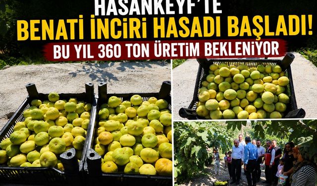 Hasankeyf’te Benati İnciri Hasadı Başladı! Bu Yıl 360 Ton Üretim Bekleniyor