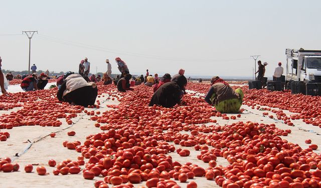 Kavurucu sıcakta domates mesaisi