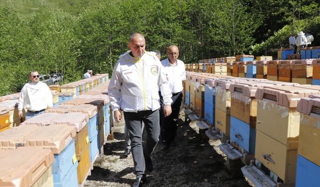 Arıcılık desteklerine yüzde 80 zam: Kovan başına destek 475 TL'ye kadar çıktı