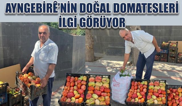Ayngebirê’nin Doğal Domatesleri İlgi Görüyor
