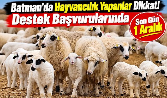 Batman’da Hayvancılık Yapanlar Dikkat! Destek Başvurularında Son Gün 1 Aralık
